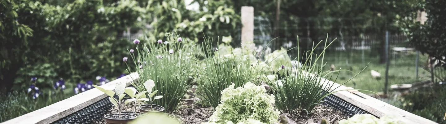 Lettuce and chives growing in a wooden raised garden bed in Gesees