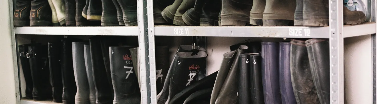 Rows of rubber wellington boots organized by size on metal storage shelves