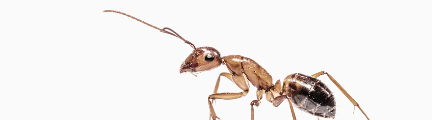 brown ant on white surface